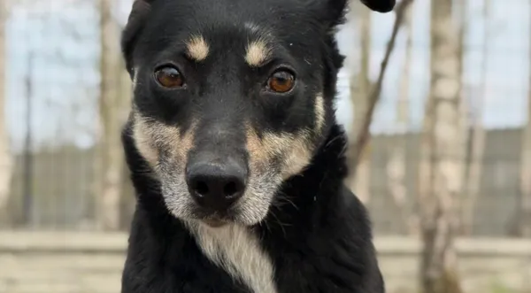 Pies do adopcji, Pieczyska, 21 kwietnia 2026 (1/4)