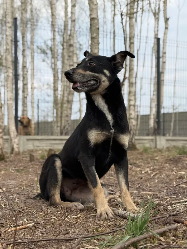 Pies do adopcji, Pieczyska, 21 kwietnia 2026 (4/4)