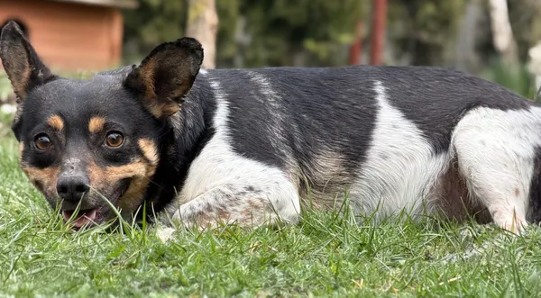 Pies do adopcji, Pieczyska, 21 kwietnia 2026 (1/3)