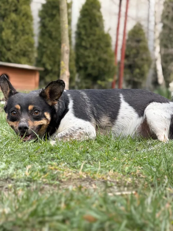 Pies do adopcji, Pieczyska, 21 kwietnia 2026 (3/3)