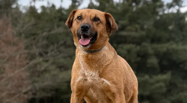 Pies do adopcji, Pieczyska, 21 kwietnia 2026 (1/5)