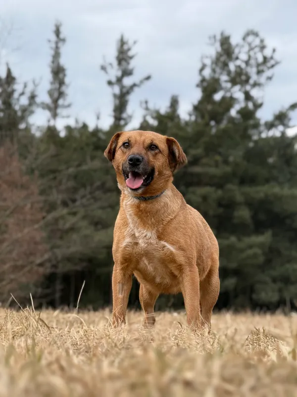 Pies do adopcji, Pieczyska, 21 kwietnia 2026 (2/5)