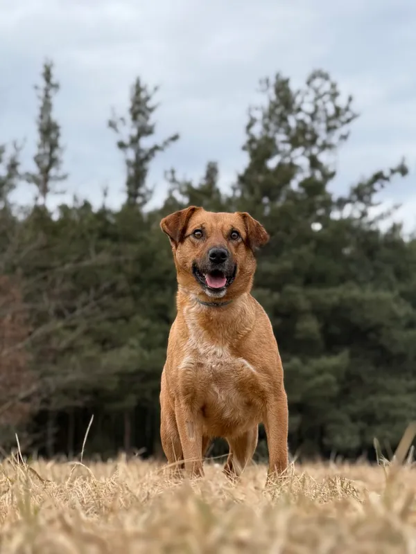 Pies do adopcji, Pieczyska, 21 kwietnia 2026 (3/5)