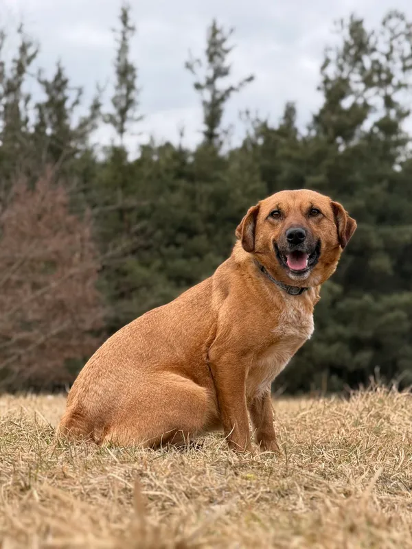 Pies do adopcji, Pieczyska, 21 kwietnia 2026 (5/5)