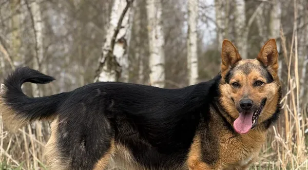 Pies do adopcji, Pieczyska, 21 kwietnia 2026 (1/5)