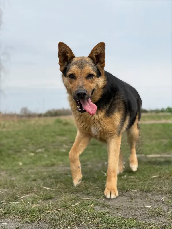 Pies do adopcji, Pieczyska, 21 kwietnia 2026 (3/5)