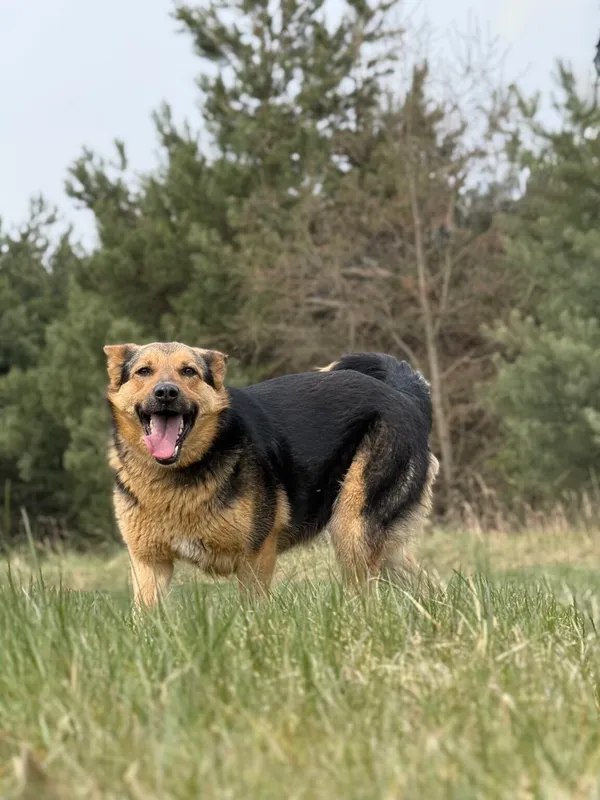 Pies do adopcji, Pieczyska, 21 kwietnia 2026 (5/5)