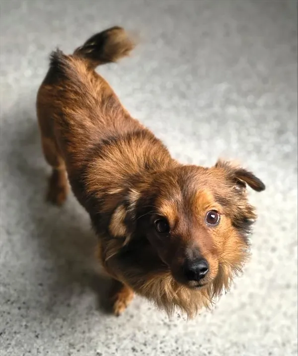 Znaleziono psa, Racibórz, 15 kwietnia 2026