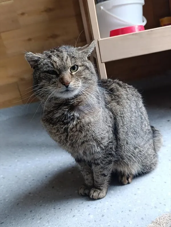 Kot do adopcji, Racibórz, 8 kwietnia 2026