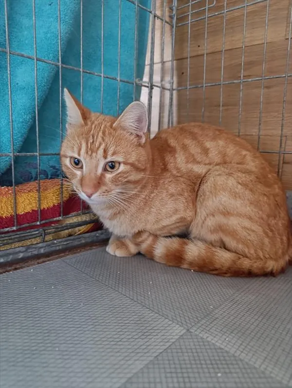 Kot do adopcji, Racibórz, 8 kwietnia 2026