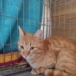 Kot do adopcji