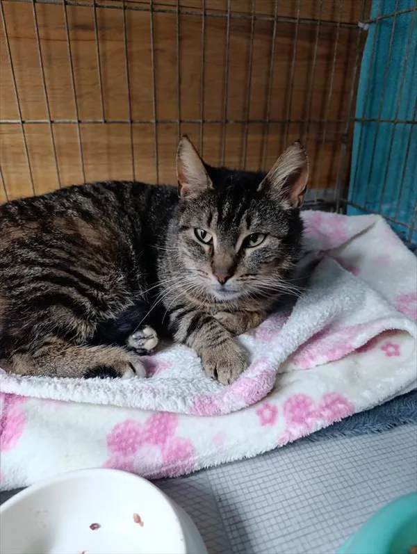 Kot do adopcji, Racibórz, 1 kwietnia 2026