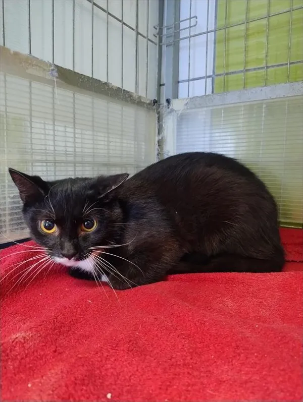 Kot do adopcji, Racibórz, 20 marca 2026