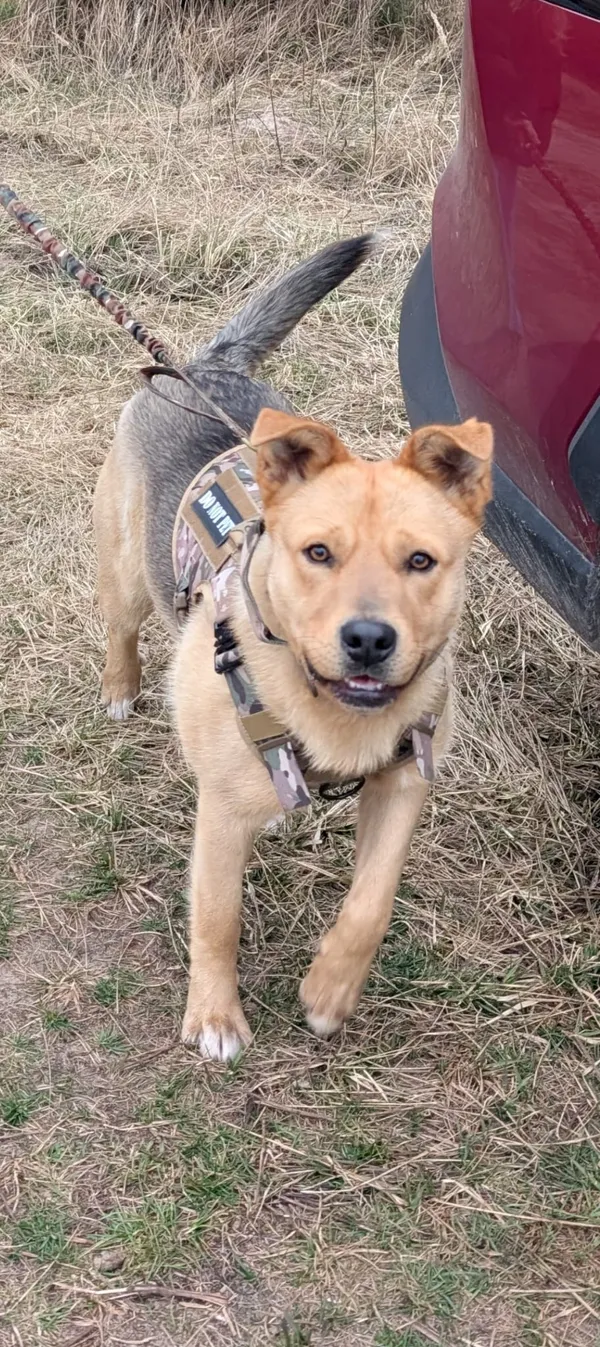 Zaginął pies, Strzałków, 21 kwietnia 2026 (2/2)