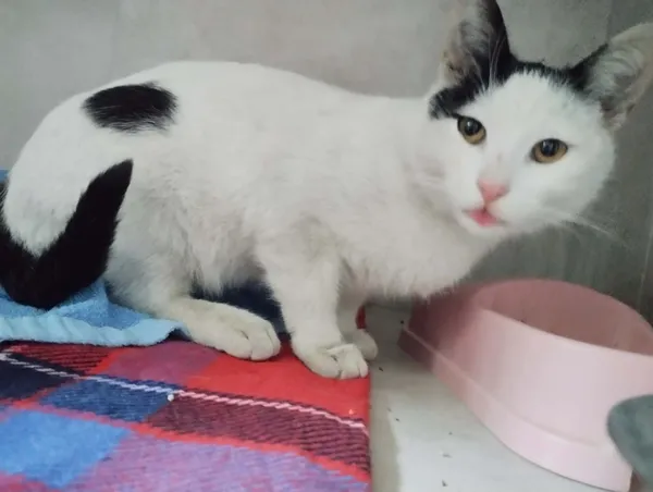 Znaleziono kota, Sosnowiec, 18 kwietnia 2026