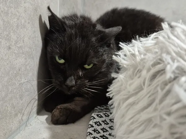 Znaleziono kota, Sosnowiec, 18 kwietnia 2026