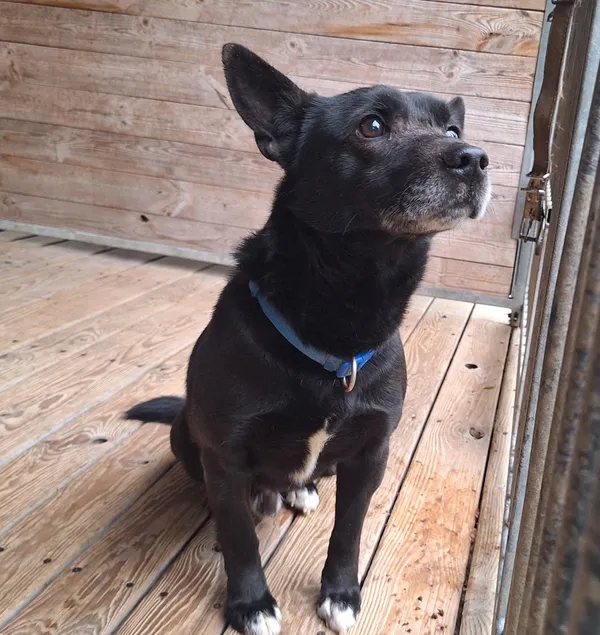 Pies do adopcji, Orzechowce, 19 kwietnia 2026