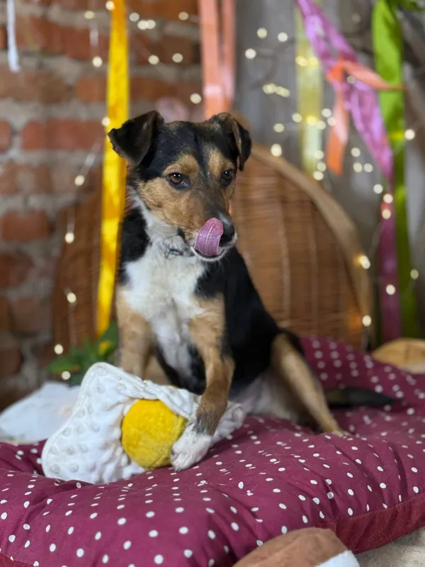 Pies do adopcji, Orzechowce, 19 kwietnia 2026 (1/2)