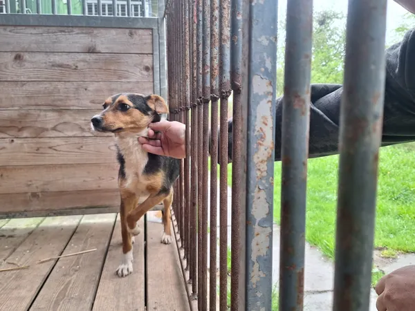 Pies do adopcji, Orzechowce, 19 kwietnia 2026 (2/2)