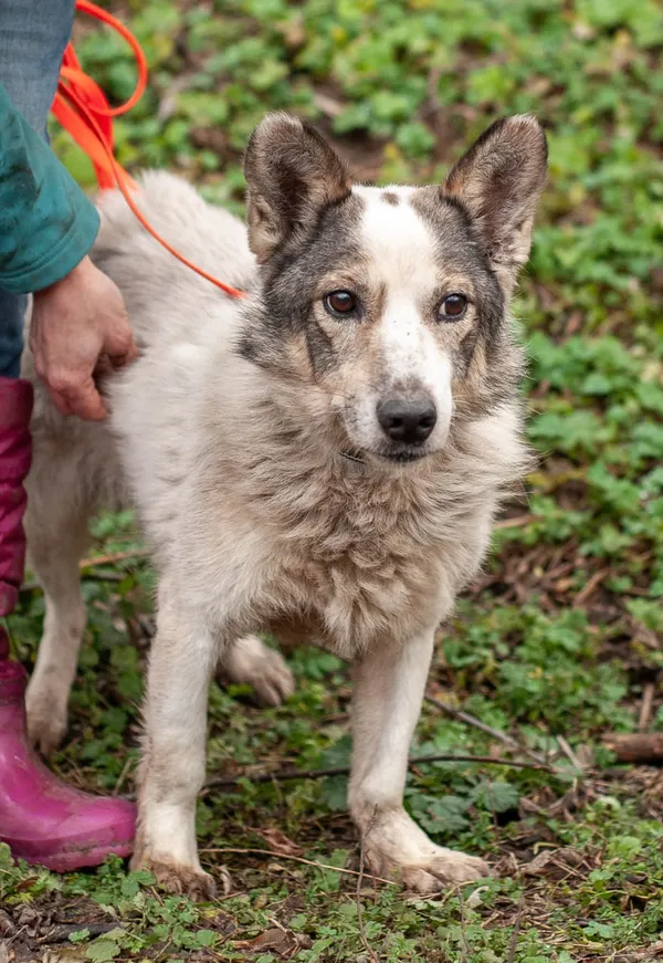 Pies do adopcji, Orzechowce, 19 kwietnia 2026 (1/3)