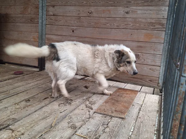 Pies do adopcji, Orzechowce, 19 kwietnia 2026 (2/3)