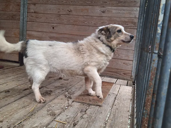 Pies do adopcji, Orzechowce, 19 kwietnia 2026 (3/3)