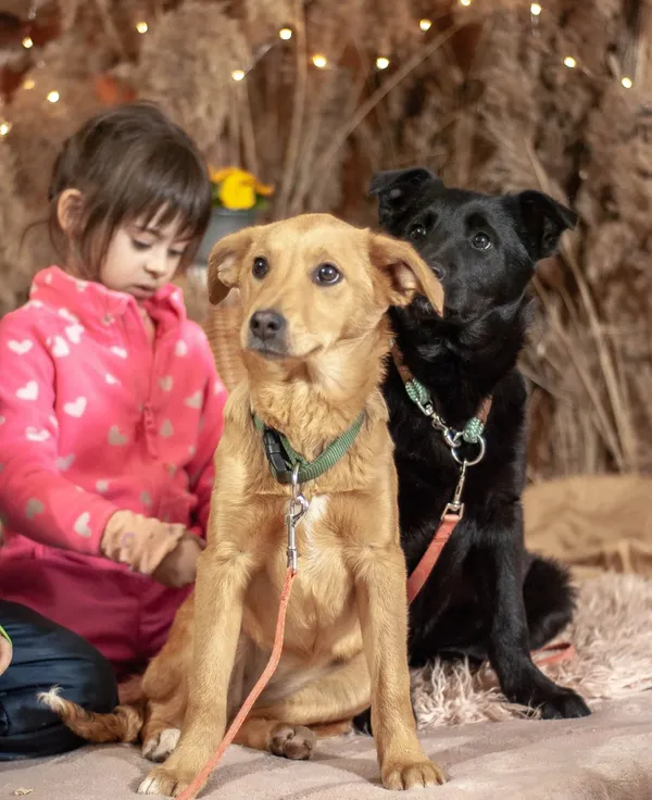 Pies do adopcji, Orzechowce, 19 kwietnia 2026 (1/2)