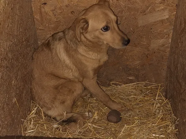 Pies do adopcji, Orzechowce, 19 kwietnia 2026 (2/2)