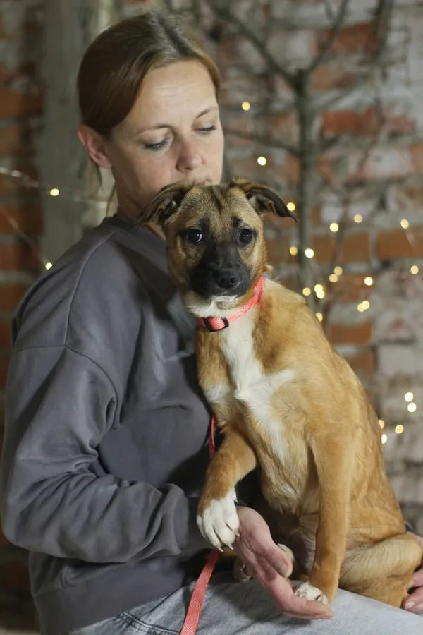 Pies do adopcji, Orzechowce, 19 kwietnia 2026 (1/2)