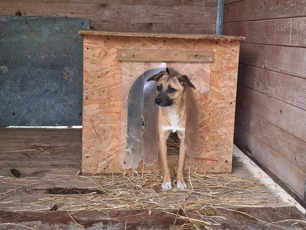 Pies do adopcji, Orzechowce, 19 kwietnia 2026 (2/2)