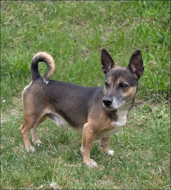 Znaleziono psa, Grudziądz, 4 kwietnia 2026