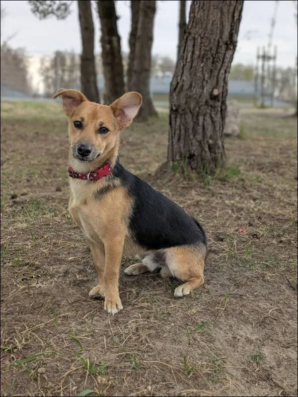 Znaleziono psa, Grudziądz, 3 kwietnia 2026