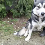 Pies do adopcji