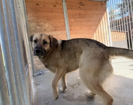 Pies do adopcji, Kraków, 7 kwietnia 2026