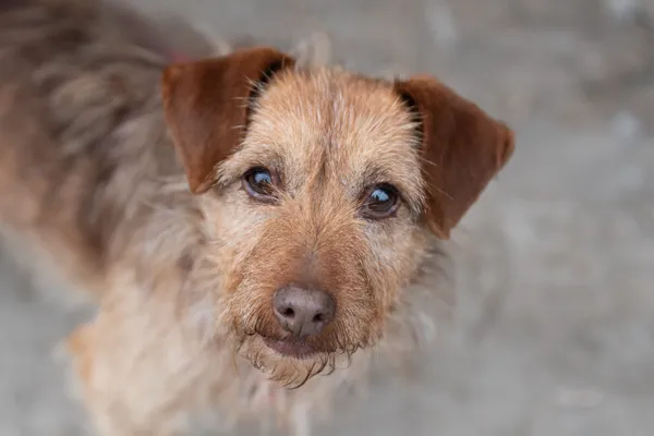 Pies do adopcji, Nowodwór, 21 kwietnia 2026 (2/5)