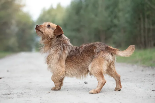 Pies do adopcji, Nowodwór, 21 kwietnia 2026 (4/5)