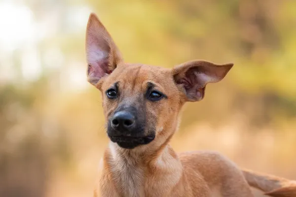 Pies do adopcji, Nowodwór, 21 kwietnia 2026 (1/5)