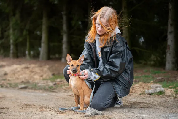 Pies do adopcji, Nowodwór, 21 kwietnia 2026 (2/5)