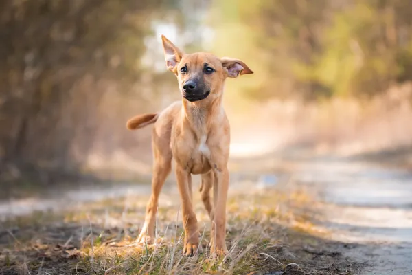 Pies do adopcji, Nowodwór, 21 kwietnia 2026 (3/5)