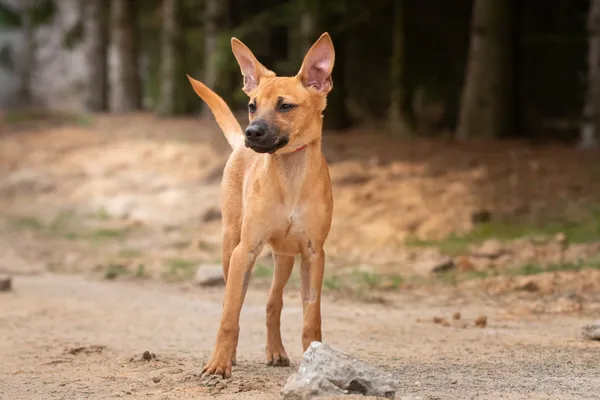 Pies do adopcji, Nowodwór, 21 kwietnia 2026 (4/5)