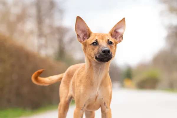 Pies do adopcji, Nowodwór, 21 kwietnia 2026 (5/5)