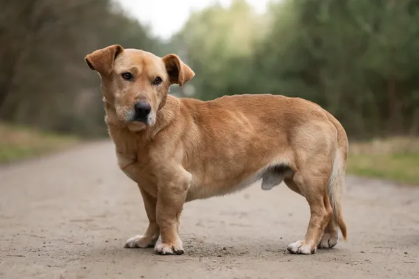 Pies do adopcji, Nowodwór, 21 kwietnia 2026 (1/5)