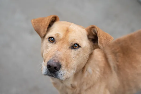 Pies do adopcji, Nowodwór, 21 kwietnia 2026 (3/5)