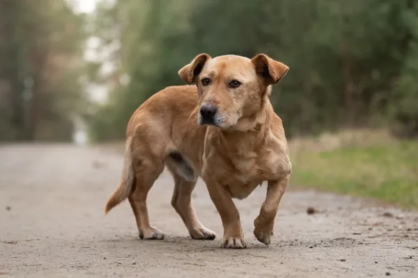 Pies do adopcji, Nowodwór, 21 kwietnia 2026 (4/5)