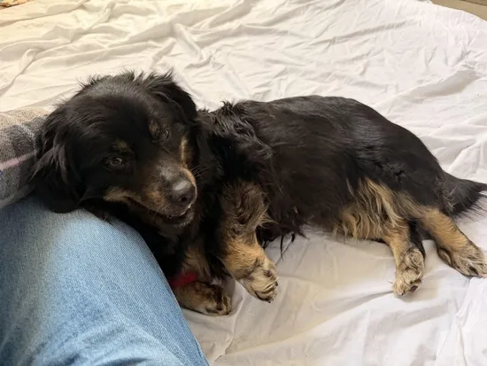 Pies do adopcji, Kraków, 6 kwietnia 2026