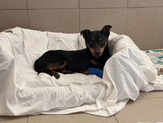 Pies do adopcji, Kraków, 6 kwietnia 2026