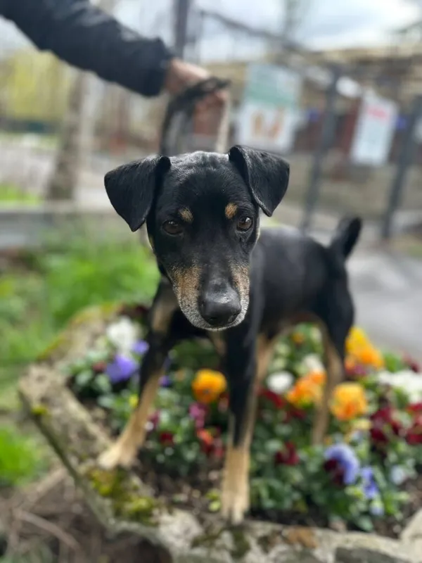 Pies do adopcji, Jelenia Góra, 24 marca 2026 (1/3)