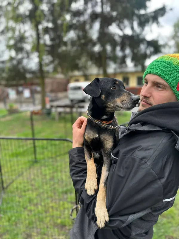 Pies do adopcji, Jelenia Góra, 24 marca 2026 (2/3)