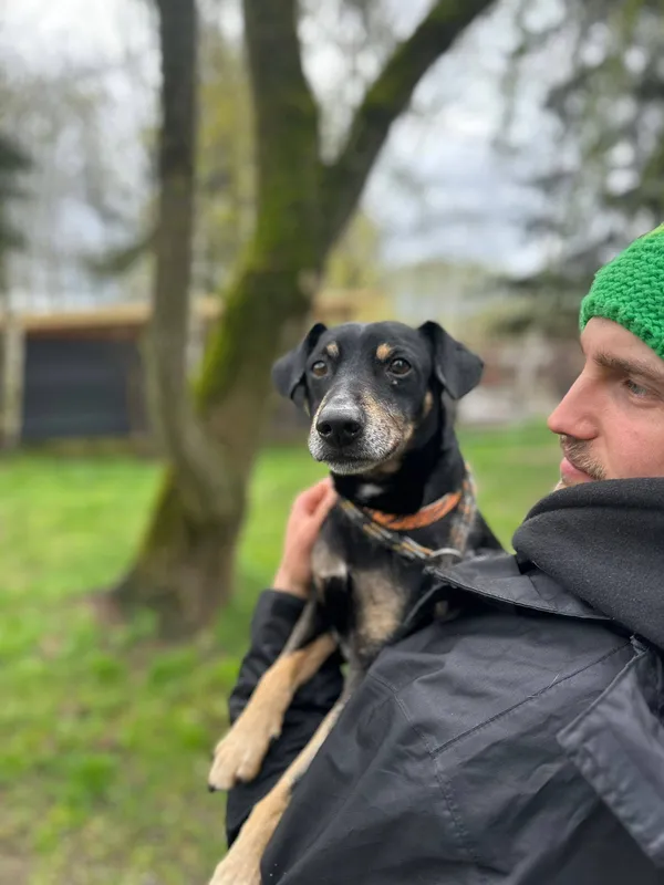 Pies do adopcji, Jelenia Góra, 24 marca 2026 (3/3)