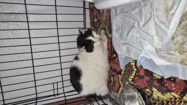 Znaleziono kota, Choszczno, 16 kwietnia 2026